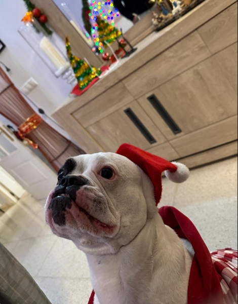 Gorro Navidad para mascotas