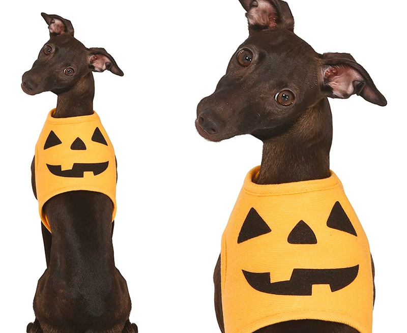 Traje calabaza para mascotas